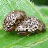Calotheca species